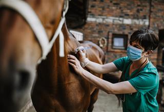 Animal Complementary Therapy Insurance